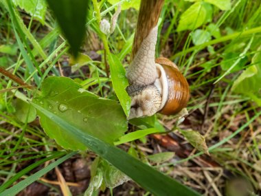 Romalı salyangoz ya da Burgundy salyangozu (Helix pomatia) yeşil bir yaprak yerken Macro çekimi. Ağızdan detaylı çekim. Avrupa 'nın en büyük kara salyangozu türlerinden biri.