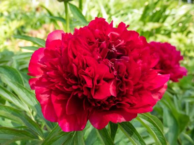 Yaygın şakayık ya da bahçe şakayığı (Paeonia officinalis), baharın sonlarında bahçede kâse şeklinde koyu pembe ya da kırmızı çiçeklerle çiçek açar.
