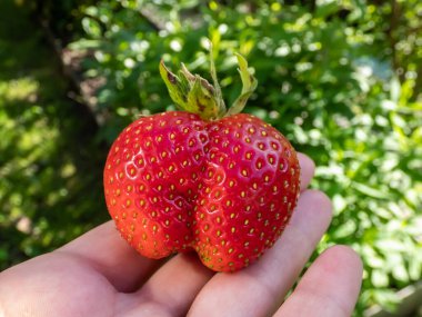 View of a hand holding huge, red, ripe strawberry in the garden with strawberry plants in the background