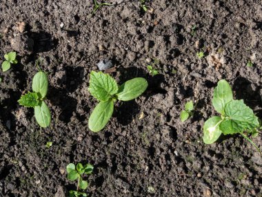 Small plants of cucumber (Cucumis sativus) with first green leaves growing in soil in garden. Gardening and food growing concept