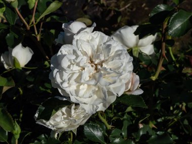 Gül (Rosa) Beyaz Meidland bir cücedir, yayılan çalılık gülü, bol miktarda dolu, çift, saf beyaz çiçekler üretir.