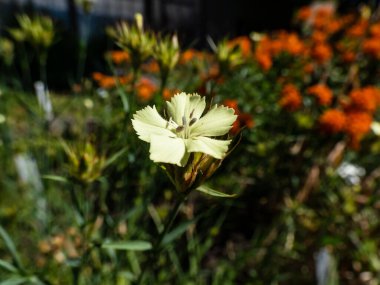 Macro shot of the bright yellow flower of the Knapp's carnation (Dianthus knappii) growing in the garden in summer with blurred background