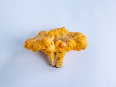 Bir grup altın Chanterelle mantarı. Köklerinde toprak ve yosun var. Beyaz üzerine ayrıntılı mantar. Mantar toplama geleneği. Beyazda izole edilmiş