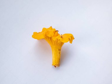 Tek bir altın Chanterelle mantarı, ormandaki kökleri kir ve yosun kaplı. Beyaz üzerine ayrıntılı mantar. Mantar toplama geleneği. Beyazda izole edilmiş