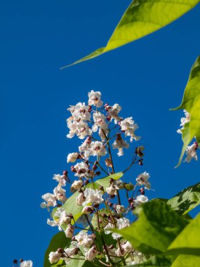 Close-up shot of Catalpa or catawba with large, heart-shaped leaves flowering with showy, white flowers in bright sunlight in summer