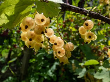 Parlak güneşli bir günde yeşil zemin ile tek bir dalda mükemmel olgunlaşmış beyaz frenk üzümü (ribes rubrum). Yazın tadı ve büyüyen yiyecekler.