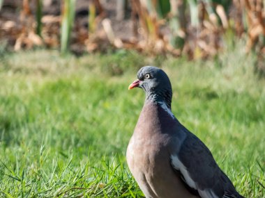 Sıradan ahşap güvercin (Columba palumbus) - boynunda ve kanadında beyaz, boynunda yeşil ve beyaz yamalar ve göğsünde pembe bir yama olan gri güvercin. Göz rengi soluk sarı.