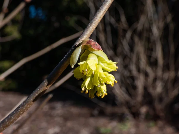 Winter Hazel Corylopsis Glandulifera Flowering Nodding Racemes Small Usually Fragrant — Stock Photo, Image