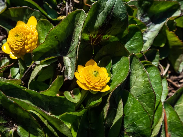 Büyüleyici bir düğün çiçeği çeşidi (Ranunculus ficaria) 'Tasma' küçük, kalp şeklinde yeşil yapraklarla çiçek açan, ilkbaharda güneş ışığında eşsiz çift sarı çiçekler