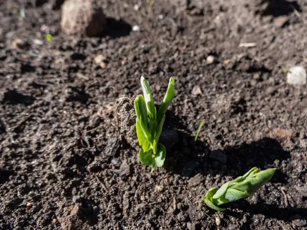 春に明るい日差しの中で野菜の庭の土壌で成長する小さな甘い緑のエンドウ豆 芽または苗のクローズアップ — ストック写真
