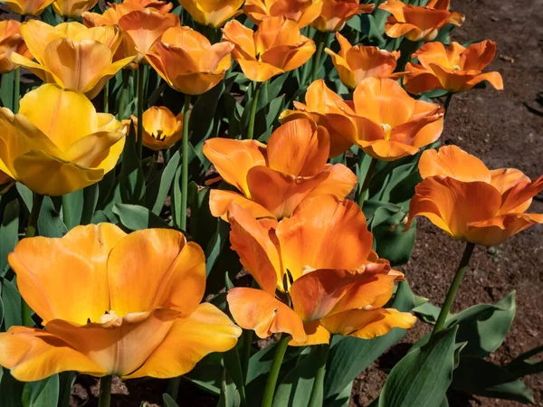 stock image Award-winning, early-blooming Darwin Hybrid Tulip 'Daydream' is a captivating beauty with sunny yellow blossoms aging to luminous, apricot to orange as they mature