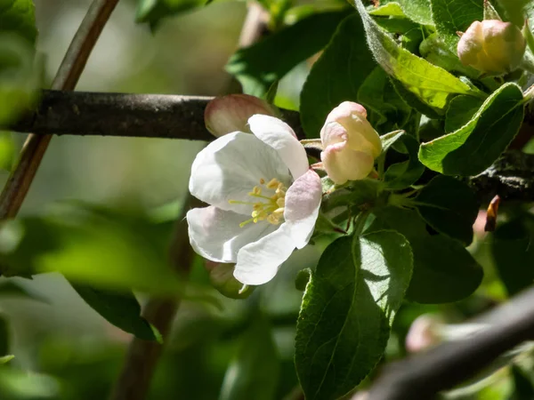 果樹園でリンゴの木の開花の白とピンクの芽と花 陽射しの下で花弁の開いた花でいっぱいの枝 四季折々の花々の春景色 — ストック写真