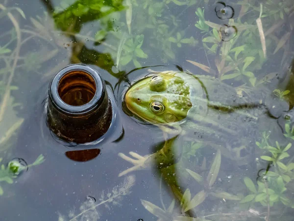 水に投げ込まれたビールボトルの横に水の中で一般的な水カエルや緑のカエル Pelophylax Esculentus のクローズアップショット 公害及び野生生物 — ストック写真