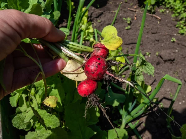 Kadının eli olgun, kırmızı turp bitkisini (Raphanus raphanistrum subsp. Kökler - yaz aylarında arka planda siyah toprak ve bitkilerle yenilebilir bitki kökleri