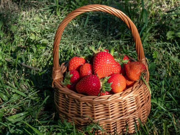 Small Wooden Basket Big Red Ripe Strawberries Ground Surrounded Green — Stockfoto