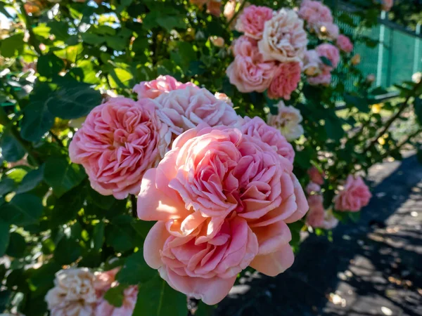 Climbing Rose Alchymist Bearing Full Old Style Rosette Shaped Flowers — Zdjęcie stockowe