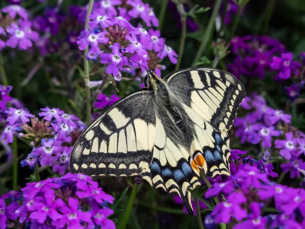 Close Old World Swallowtail Common Yellow Swallowtail Papilio Machaon Yellow — Stok fotoğraf