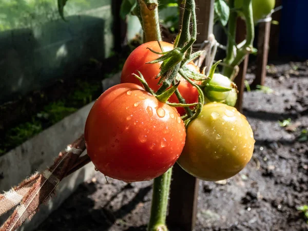Close Shot Maturing Tomatoes Growing Tomato Plant Greenhouse Bright Sunlight Rechtenvrije Stockfoto's