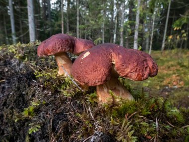 Yeşil yosunlarla çevrili ormanda yetişen sese, çöreğe, porcini mantarına (boletus edulis) yakın çekim. Sonbahar manzarası