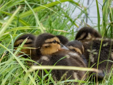 Yaban ördeğinin (Anas platyrhynchos) küçük, tüylü ördek yavrularına yakın çekim göletin yanındaki yeşil çimlerde yatar ve uyur.