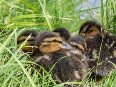 Yaban ördeğinin (Anas platyrhynchos) küçük, tüylü ördek yavrularına yakın çekim göletin yanındaki yeşil çimlerde yatar ve uyur.