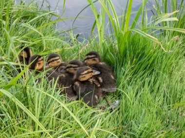 Yaban ördeğinin (Anas platyrhynchos) küçük, tüylü ördek yavrularına yakın çekim göletin yanındaki yeşil çimlerde yatar ve uyur.
