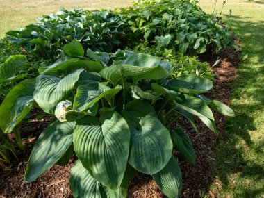 Plantain Lily (Hosta) 'İmparatoriçe Wu' yazın koyu mavi-yeşil yaprakların etkileyici, dik tepecikleri.