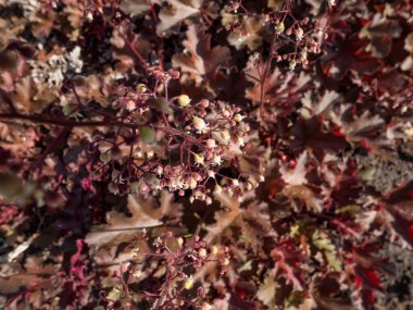 Mercan Çanları (Heuchera) 'Çikolata renkli fırfırlar' Bahçede kremsi beyaz çiçeklerle çiçek açan çikolata renkli yapraklar