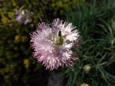 Bahçede soluk pembe çiçeklerle çiçek açan (Dianthus plumarius) yaygın, bahçe, vahşi pembe veya sadece pembe yakın çekim