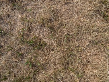 Sarı, tamamen kurumuş çimen ve çimenler tam güneşe, sıcak havaya ve yaz aylarındaki sıcak havanın ardından yağmurun azlığına maruz kalıyor.