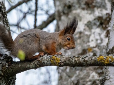 Kızıl Sincap 'ın (Sciurus vulgaris) ormanda bir ağaç dalında otururken yakın plan fotoğrafı.