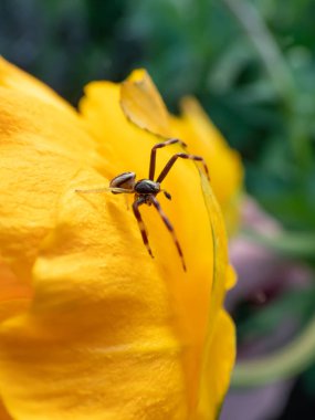 Koyu kahverengi ve kırmızı gövdeli, altın sarısı yengeç örümceği veya çiçek (yengeç) örümceği (Misumena vatia (Misumena citrea) erişkin erkek, bacakları sarı lale üzerinde koyu kahverengiden siyaha