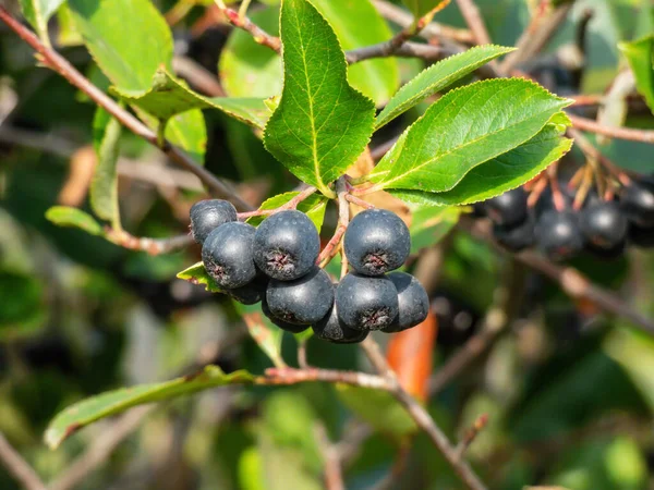 Big Ripe Aronia Chokeberries Berries Growing Maturing Clusters Shrub Branches — Stock Photo, Image