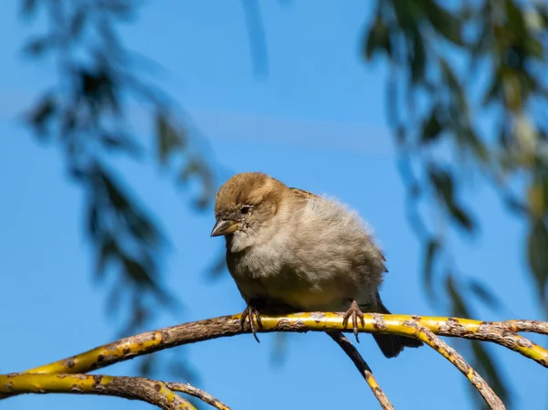 Bellissimo Primo Piano Sparrow House Femminile Passer Domesticus Con Piumaggio — Foto Stock