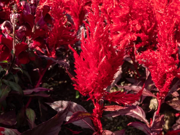 Close Celosia Plumosa Century Fire Flowering Rich Velvety Scarlet Red — Stock Photo, Image