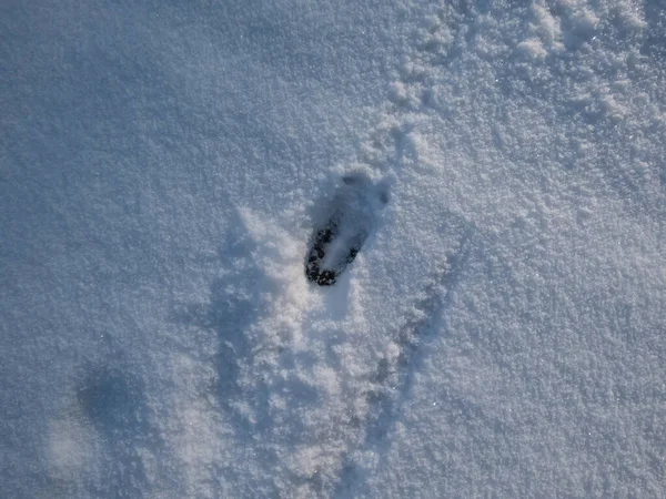 Close Single Perfect Footprint Roe Deer Capreolus Capreolus Ground Covered — Foto de Stock