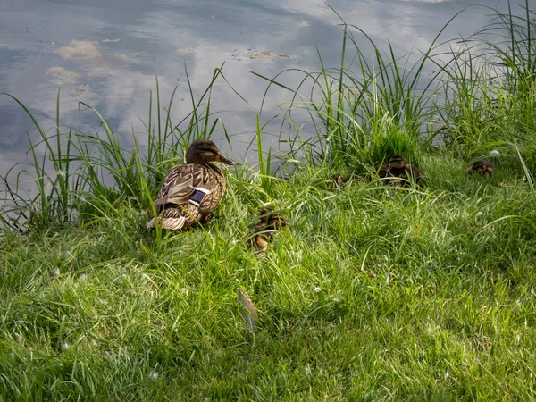 Close Small Fluffy Ducklings Mallard Wild Duck Anas Platyrhynchos Lying — Stock Photo, Image