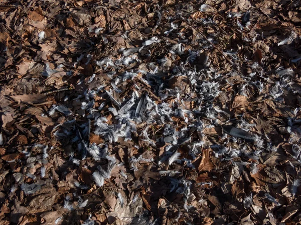 Zicht Grijze Witte Vogelveren Bosgrond Bedekt Met Herfstbladeren Vogelprooi Opgegeten — Stockfoto