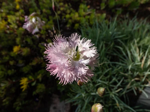 Szczelnie Ujęcie Wspólne Ogród Dziki Różowy Lub Prostu Różowy Dianthus — Zdjęcie stockowe
