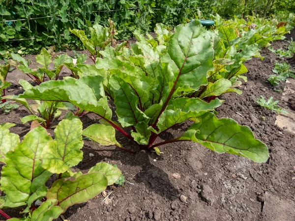 Close Shot Beet Beta Vulgaris Plant Seedlings Growing Vegetable Bed — Stock Photo, Image