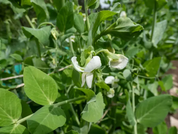 Detailní Záběr Bílého Květu Zelené Zahrady Sladké Hrachové Rostliny Pisum — Stock fotografie