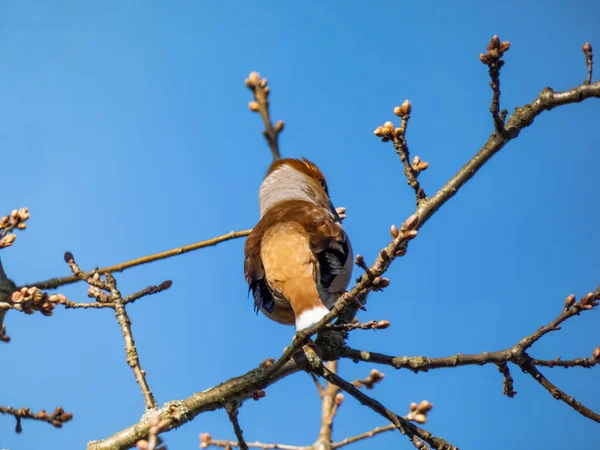 Coccothraustes Coccothraustes 头长有短尾巴的大头鸟 头部呈橙黄色 黑眼圈 在高高的树枝上有巨大的喙状物 — 图库照片