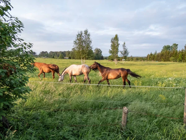 Grupo Cavalos Castanhos Cinzentos Caminhando Pasto Verde Com Árvores Verdes — Fotografia de Stock