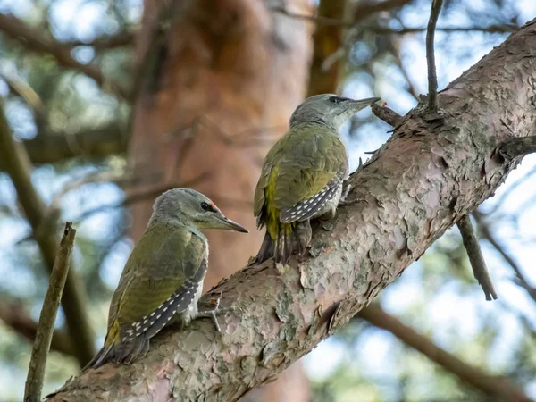 Juvenile grey-headed woodpeckers or grey-faced woodpecker (Picus canus) on a tree branches high in air in forest in early summer