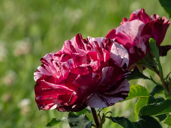 Szczelnie Ujęcie Unikalnego Pięknego Krzewu Róży New Imagine Dużymi Perfumowanymi — Zdjęcie stockowe