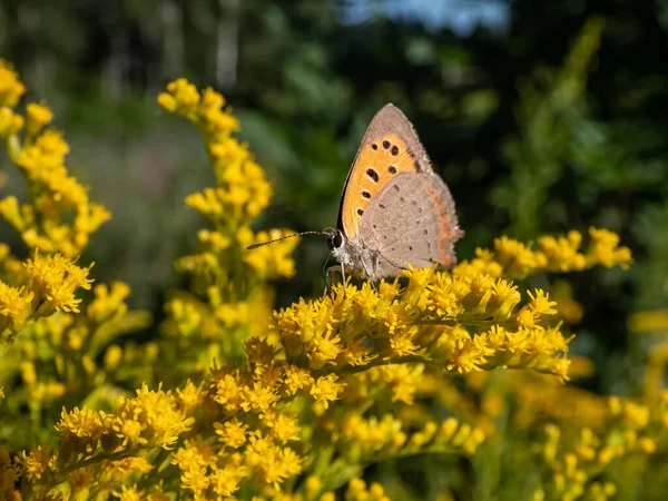 Close Shot Small Common Copper Lycaena Phlaeas Closed Wings Side — Stock Photo, Image