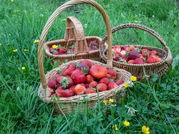 Nahaufnahme Der Holzkörbe Voller Roter Reifer Erdbeeren Auf Dem Boden — Stockfoto