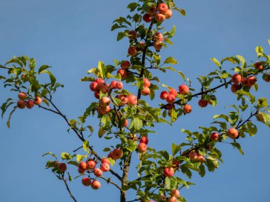 Elma dalları olgun, pembe elmalar yeşil yapraklar arasında sonbaharda parlak güneş ışığı altında.