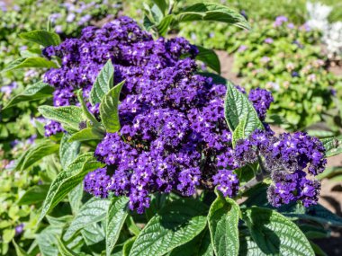 Heliotrope (Heliotropium ağaç kesimleri) 'Mini deniz' yazın bahçede uzun, kokulu mor-mavi çiçekler açar
