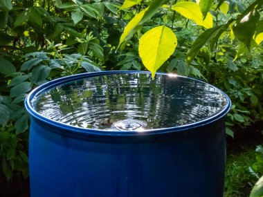 Blue, plastic water barrel reused for collecting and storing rainwater for watering plants full with water and water dripping from the roof during summer day surrounded with vegetation